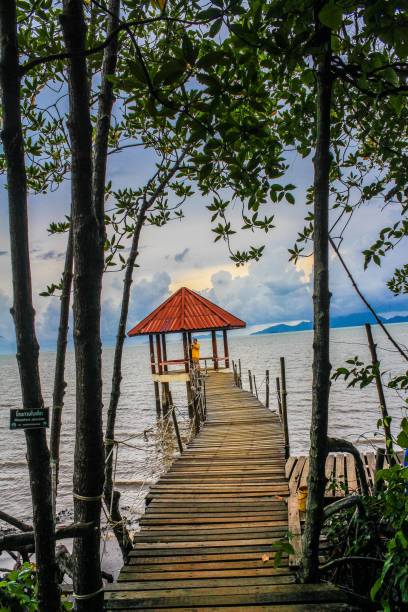 istock Mangrove Forest, Trat , Thailand 1269502974