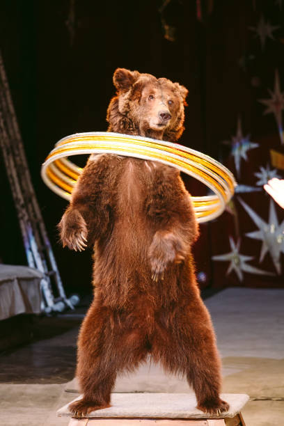 istock Circus brown bear on speech on the arena. 1269503089