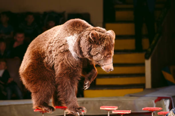 istock Circus brown bear on speech on the arena. 1269503092