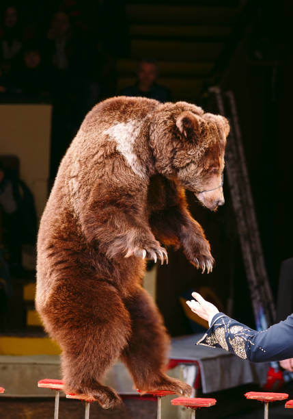 istock Circus brown bear on speech on the arena. 1269503106