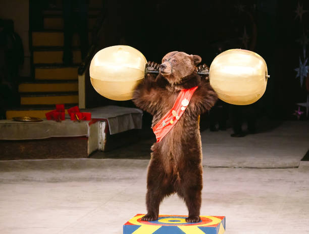Circus brown bear on speech on the arena.