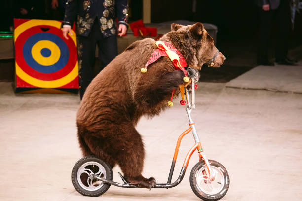 cyrk brązowy niedźwiedź na mowę na arenie. - circus animal zdjęcia i obrazy z banku zdjęć