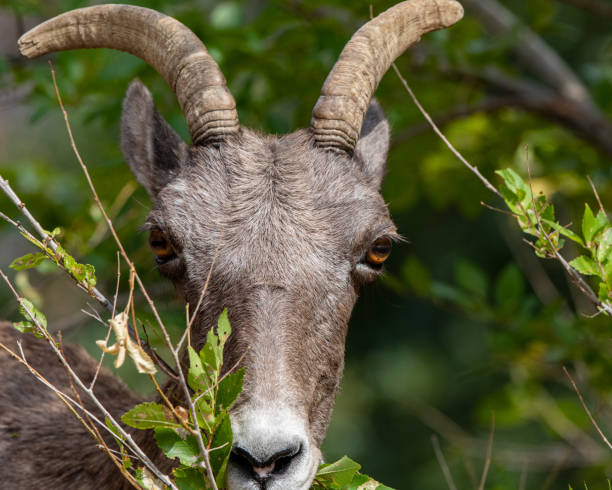 istock Big horn sheep grazing on leaves 1269503269