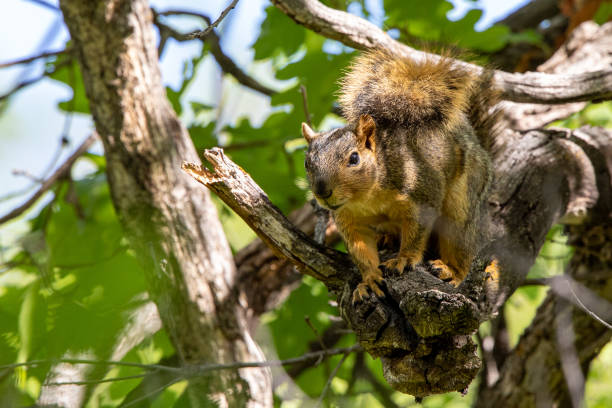 istock Gray Squirrel resting on a limb in the summer heat 1269505632