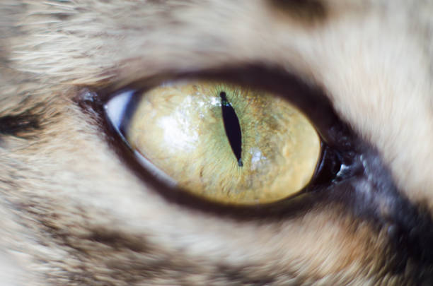istock Macro photo of a cat's eyes 1269505637
