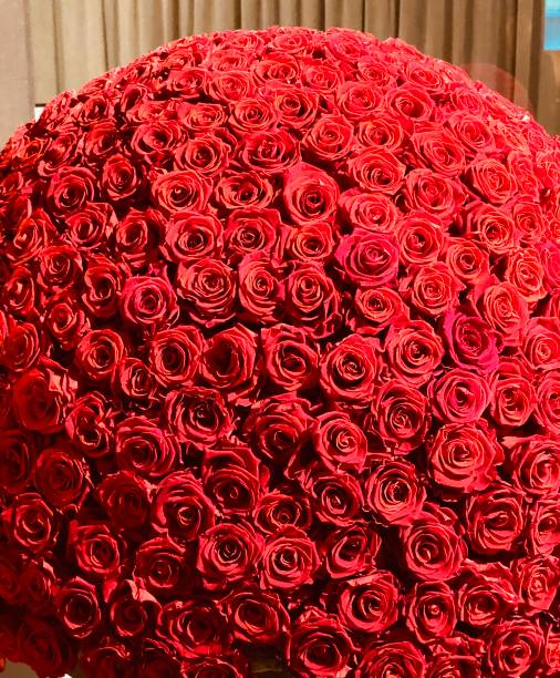 A sea of red roses