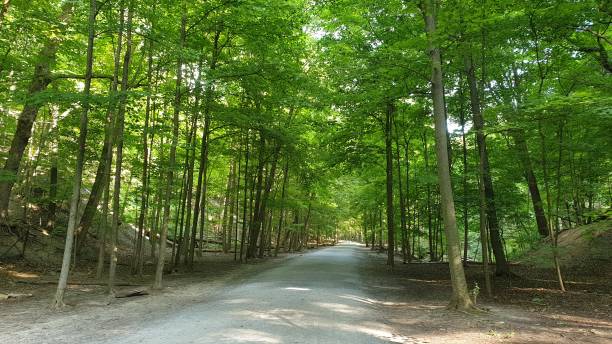 istock A Tunnel of Trees 1269505834