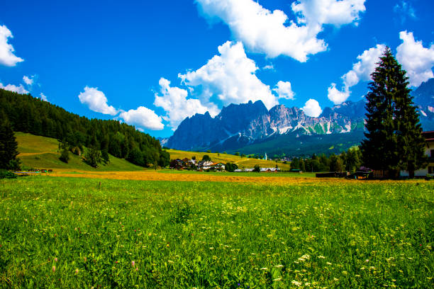 green meadows with yellow and pink wildflowers and Dolomite peaks with Cortina D'Ampezzo on a beautiful summer day with blue sky and and green pines in Belluno, Italy