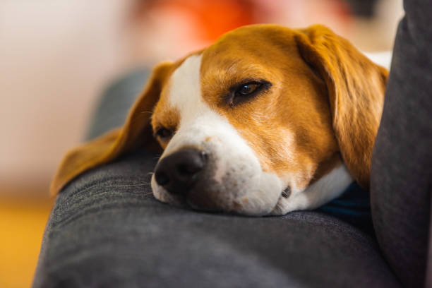 istock Beagle dog tired sleeps on a cozy sofa in funny position. 1269508150