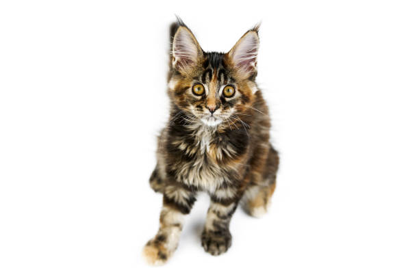 istock Tortoiseshell Maine coon kitten, isolated 1269508473