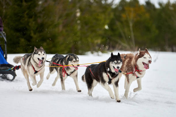istock Running Husky dog on sled dog racing 1269508517