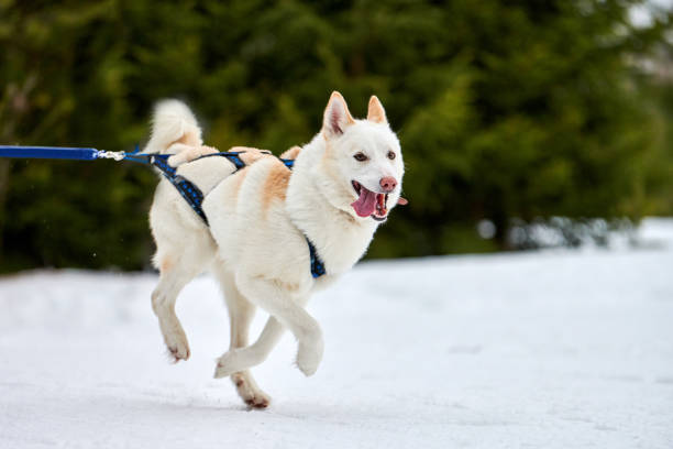 Running Husky dog on sled dog racing. Winter dog sport sled team competition. Siberian husky dog in harness pull skier or sled with musher. Active running on snowy cross country track road
