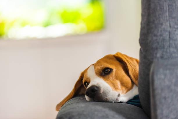 istock Beagle dog tired sleeps on a cozy sofa in funny position. 1269509691