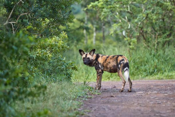 A painted dog standing on the road stock photo