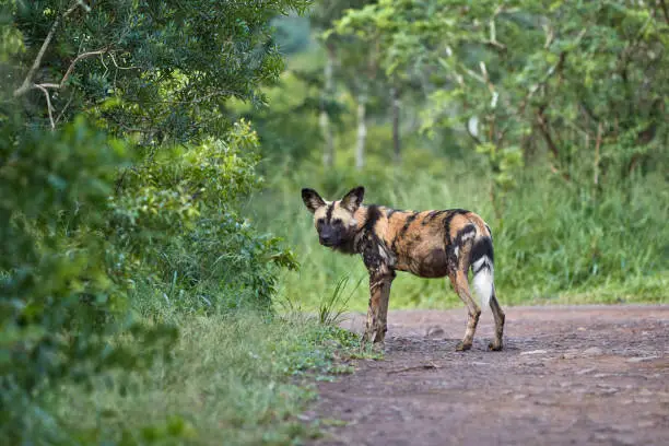 A painted dog standing on the road