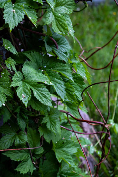 istock Green curly hop leaves 1269509870
