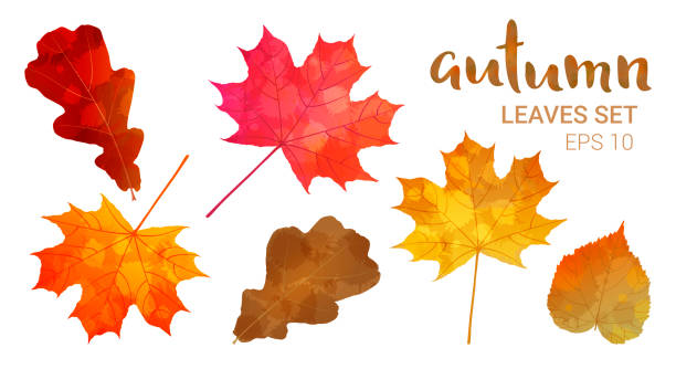 ilustraciones, imágenes clip art, dibujos animados e iconos de stock de conjunto de hojas de otoño - fall leaves