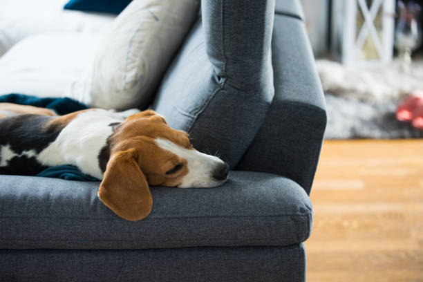 istock Beagle dog tired sleeps on a cozy sofa in funny position. 1269509986