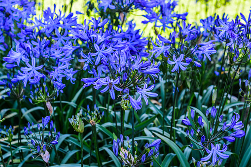 Blooming perpetually through the entire season, Agapanthus 'Blue Heaven' is an upright, clump forming African Lily. \nFlowers with a bee pollinating in the foreground.