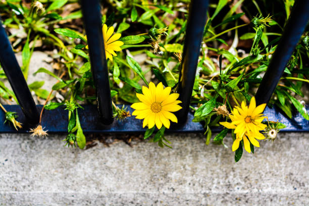 Bushy, evergreen, tender perennial with a profusion of rich all yellow daisy flowers adorned with yellow eyes.Osteospermum 'Voltage Yellow' (African Daisy)