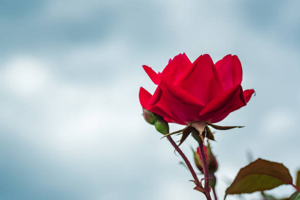 Red Rose on the blue Sky bacground.