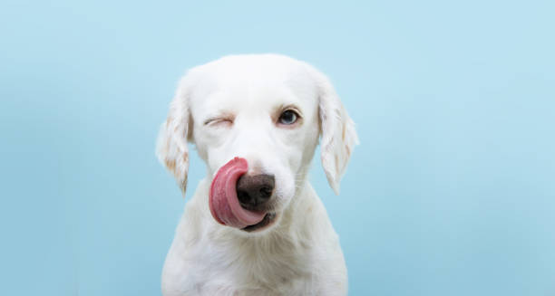 空腹の面白い子犬は舌を出して鼻を舐め、片目を閉じてウィンク。青色の背景で分離されています。 - animal wink ストックフォトと画像