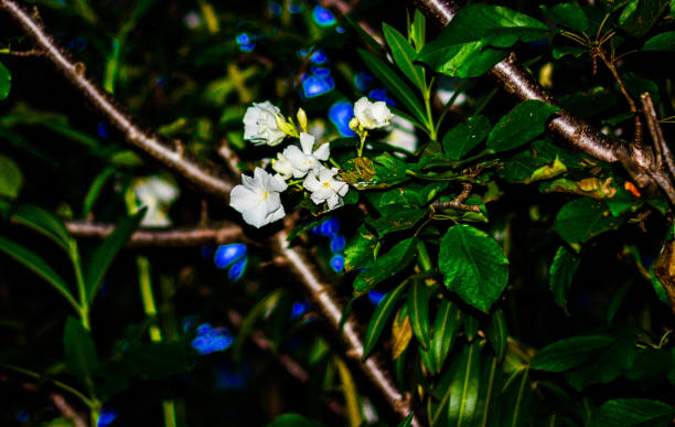 Close-up of a delicate white orchid with yellow accents, thriving in the lush, rural landscape of Ecuador, with its petals contrasting against the rough texture of a nearby tree trunk