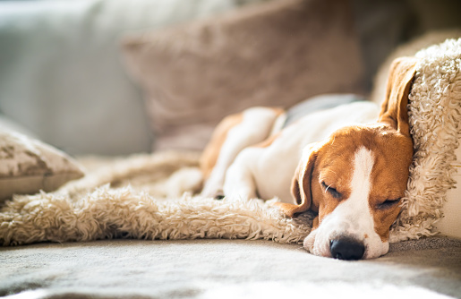 Beagle dog tired sleeps on a cozy sofa in funny position.