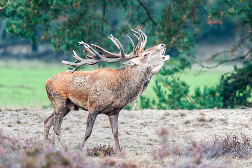 A roaring male red deer during mating season in the Dutch National Park De Hoge Veluwe