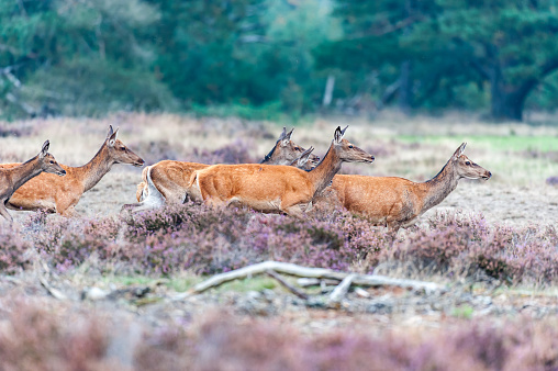 A group of female red deer during mating season in the Dutch National Park De Hoge Veluwe
