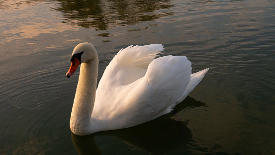 White swan on the water at sunset golden day