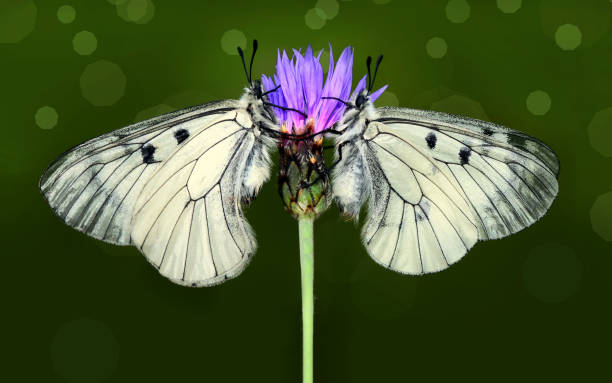 istock Macro shots, beautiful butterfly 1269512766