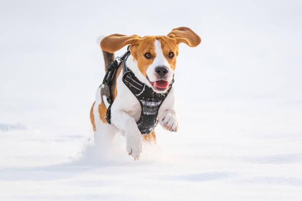 istock Tricolor beagle dog hound having fun in deep snow in winter. 1269512903