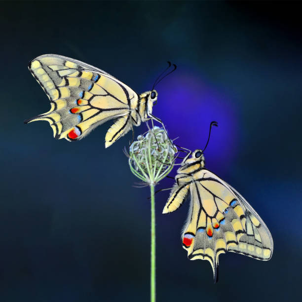 istock Macro shots, beautiful butterfly 1269512936