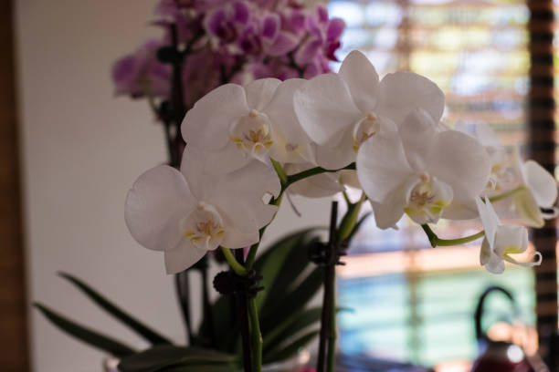 istock White orchid flowers in the foreground with blurred background. 1269513017