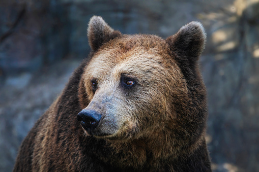 Wild brown bear portrait. Close up of the wild bear sniffing in the summer.