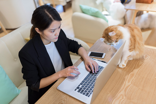 Young Asian woman working on laptop at home and her cat looking at the laptop beside her.