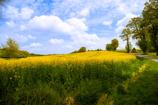 Field of rapeseed in Picardy, France showing a vibrant yellow scene stock photo