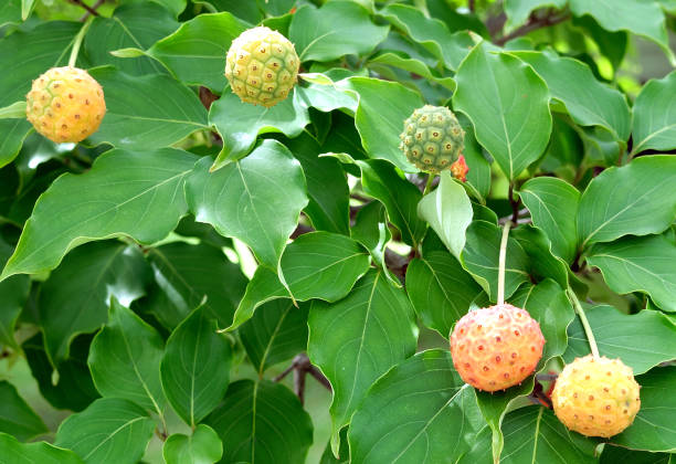 istock Kousa dogwood berries 1269515975