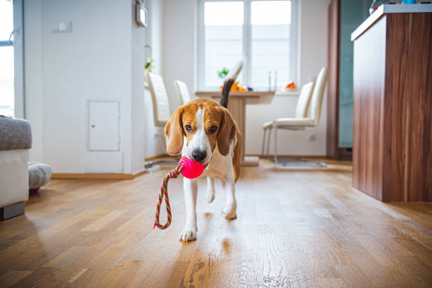 istock Dog Beagle featching a toy indoors in bright interior 1269516024