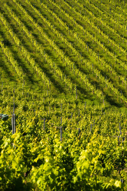 istock Beautiful green rows of grape plants in summer in Austria 1269517158
