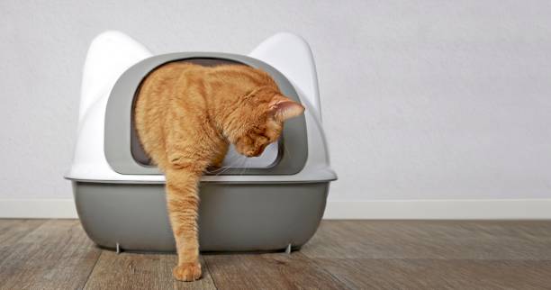 istock Ginger cat going out of a litter box. Panramic image with copy space for your individual text. 1269517349