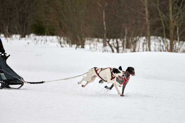 istock Running Pointer dog on sled dog racing 1269518085