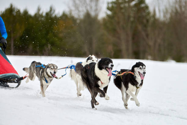istock Running Husky dog on sled dog racing 1269518118