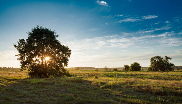 istock solitary oak tree in golden sunset 1269518582