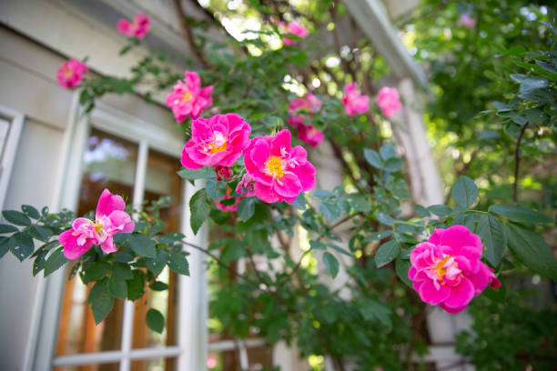 istock Pink Flowers in Spring 1269519515