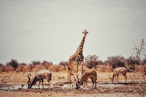 Giraffe and two male kudusand one female  seen near the waterhole  during the dry season in the Etosha National Park.