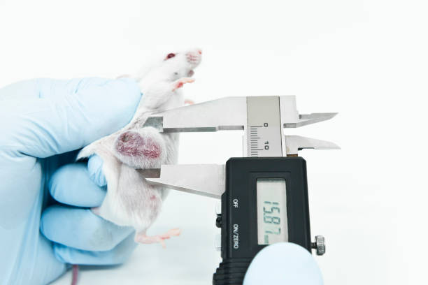 istock White mouse tumor size measurement test in laboratory 1269519816