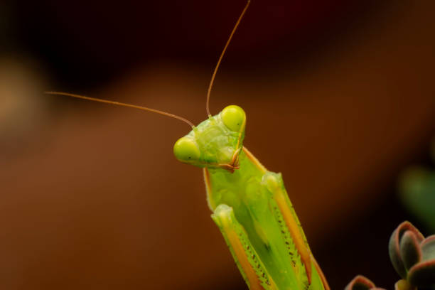 istock Beautiful European mantis 1269519916