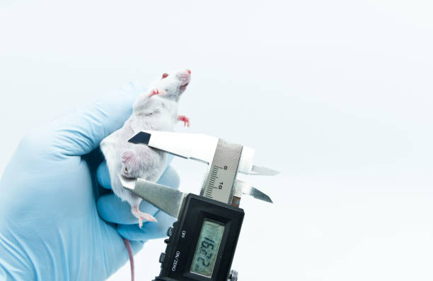 istock A scientist researcher in holding an experimental white mouse by blue goved hand and measuring the lateral tumor size by a caliper 1269519987